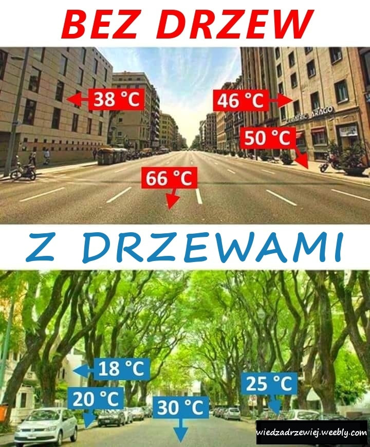 miasto bez drzew i z drzewami